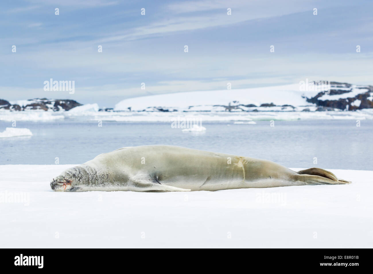 Guarnizione Crabeater Lobodon carcinophagus tirato fuori su ghiaccio floe, Isola Yalour, Antartide in gennaio. Foto Stock