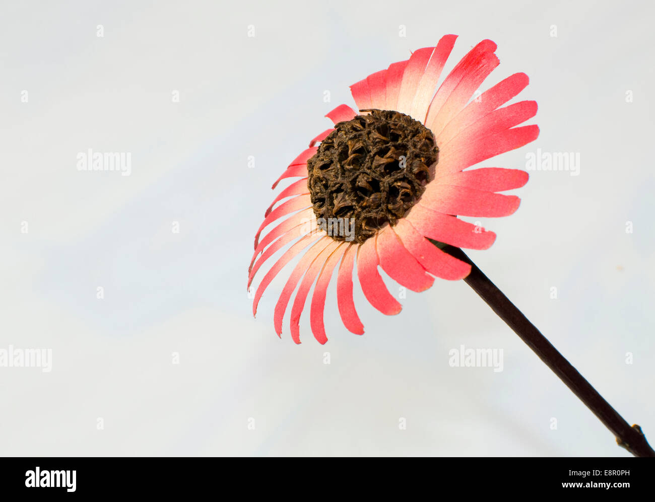 Legno di rosa fiore Foto Stock