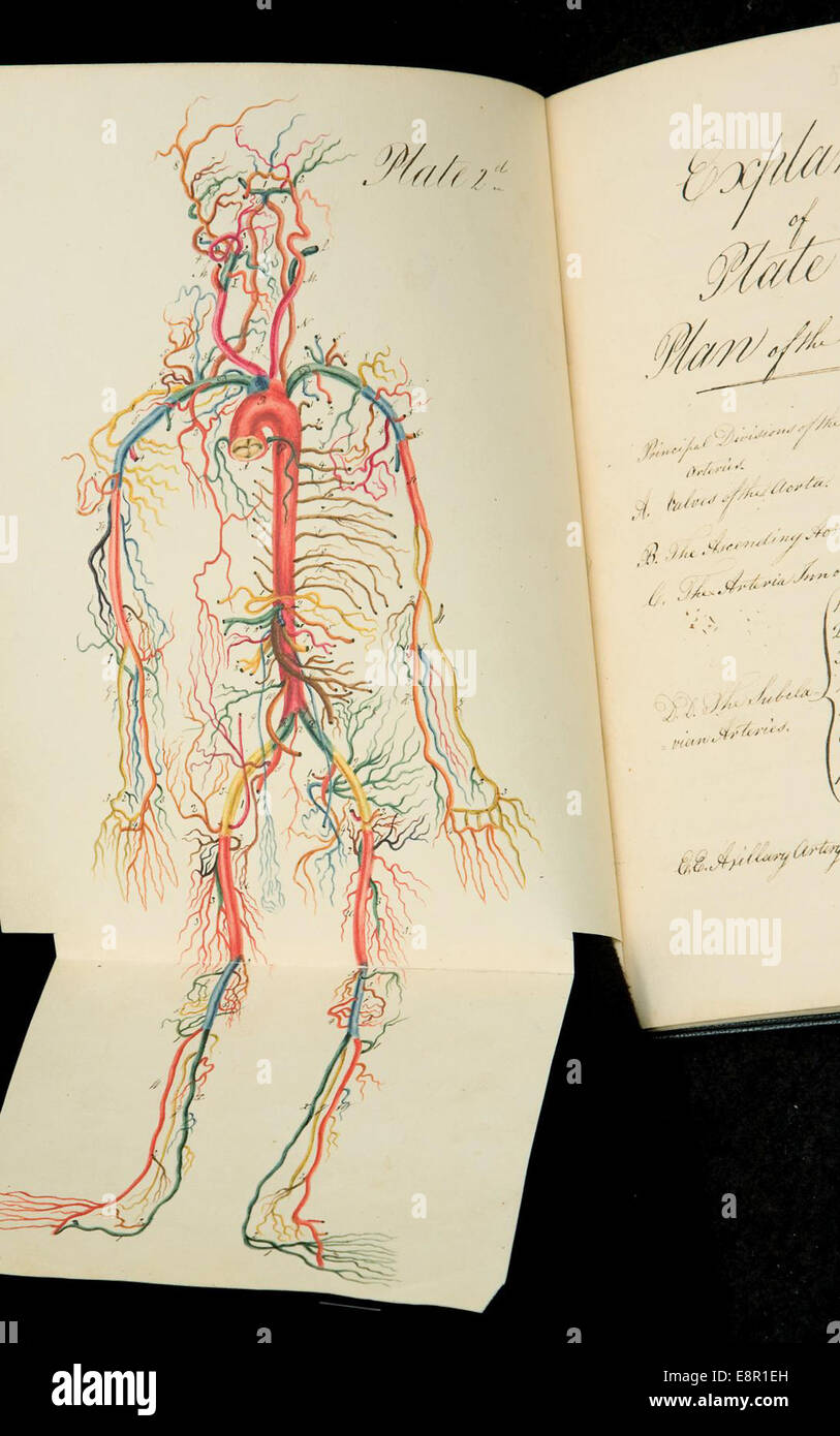 Viene visualizzato In: Campana, Charles, Sir, 1774-1842. Disegni di arterie Descrizione Immagine: mappa colorata di arterie e vene in hu Foto Stock