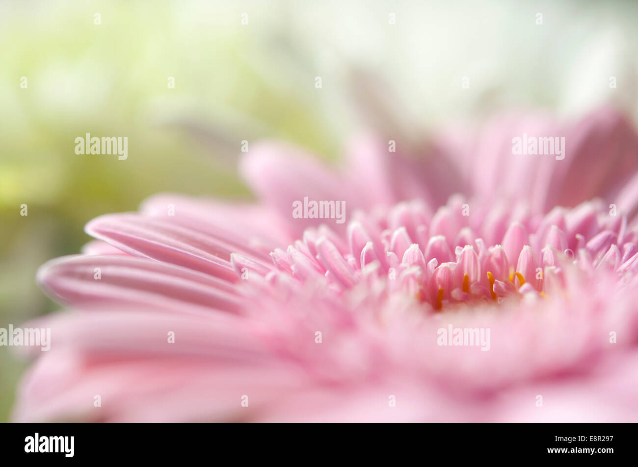 Colori tenui di fiori recisi. Gerbera e crisantemi in soft rosa e bianco. Foto Stock