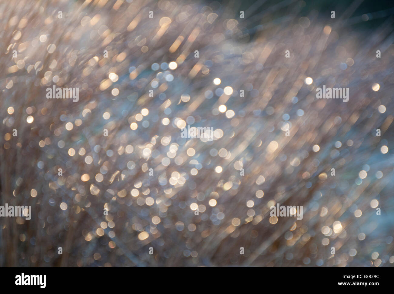 Immagine astratta di canne e la luce del sole. Delicati colori naturali e sfocata focus. Foto Stock