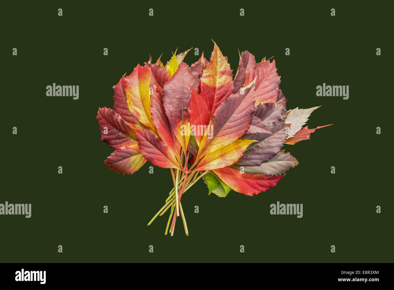 Isolato mazzetto di colorate Foglie di autunno su sfondo scuro Foto Stock