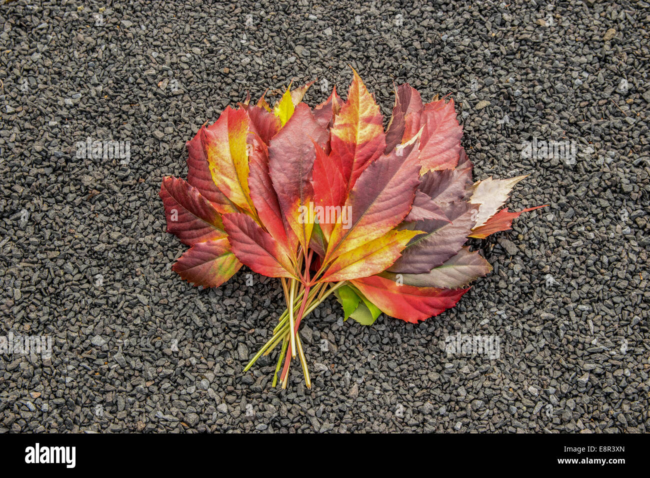 Mazzetto di foglie di autunno un suolo pietroso Foto Stock