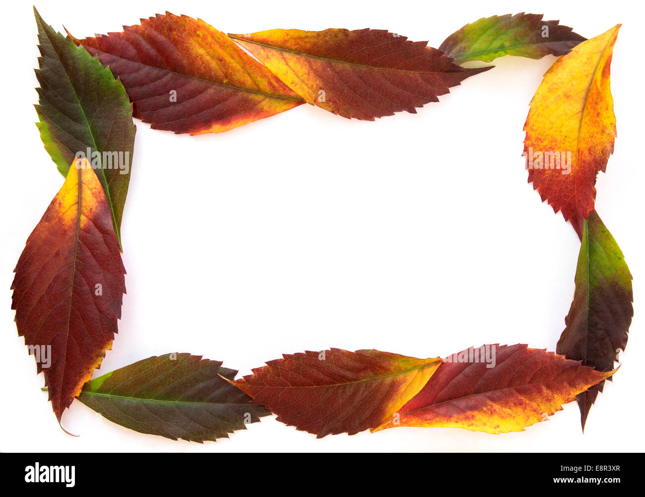 Colori d'autunno foglie posti su un foglio di carta Foto Stock
