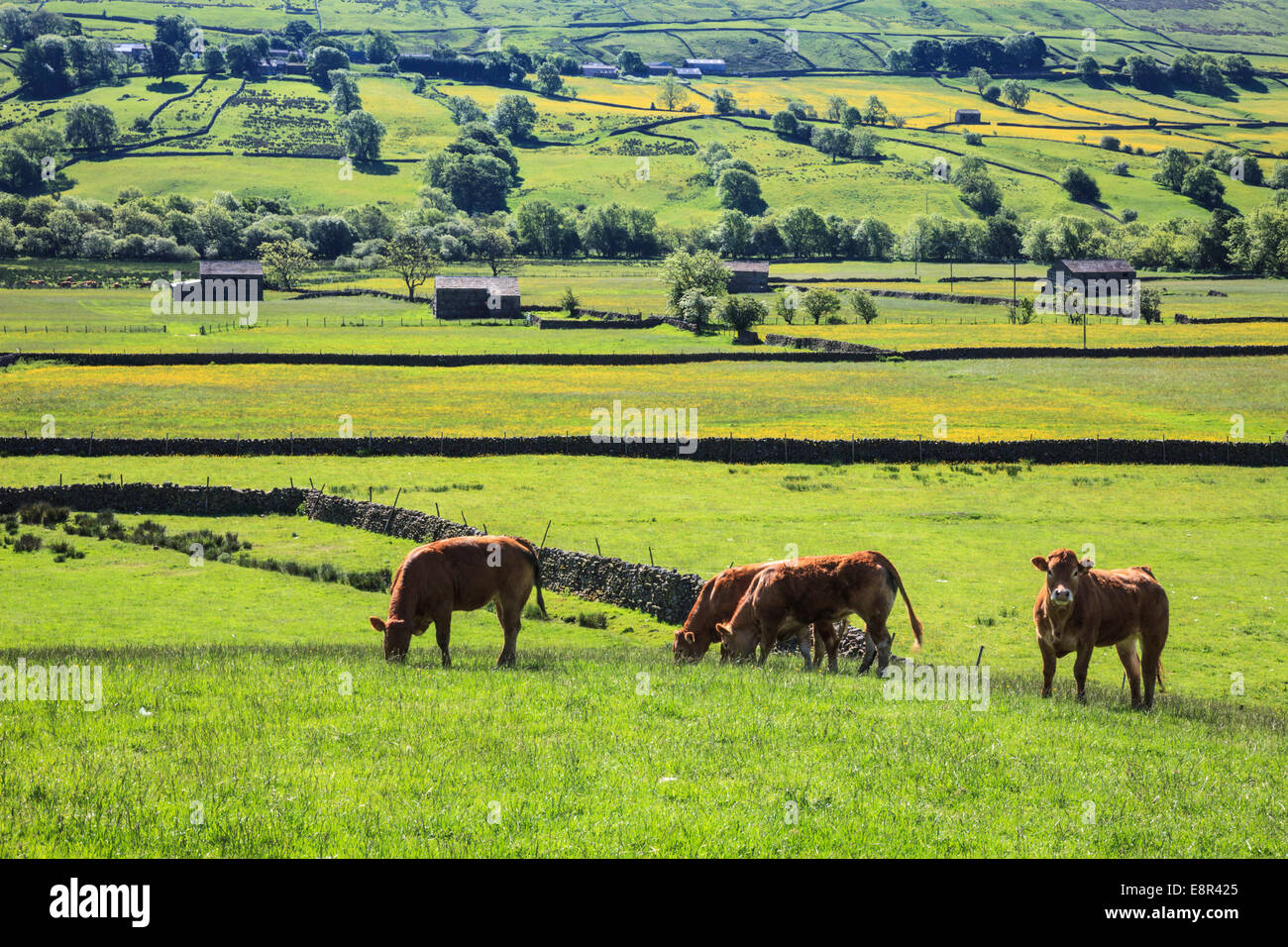 Le mucche in Raydale nel Yorkshire Dales National Park. Foto Stock