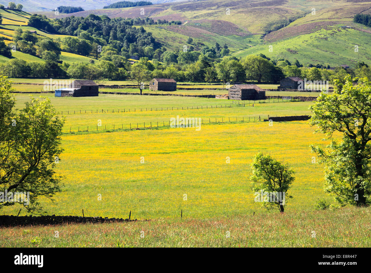 Raydale nel Yorkshire Dales National Park. Foto Stock