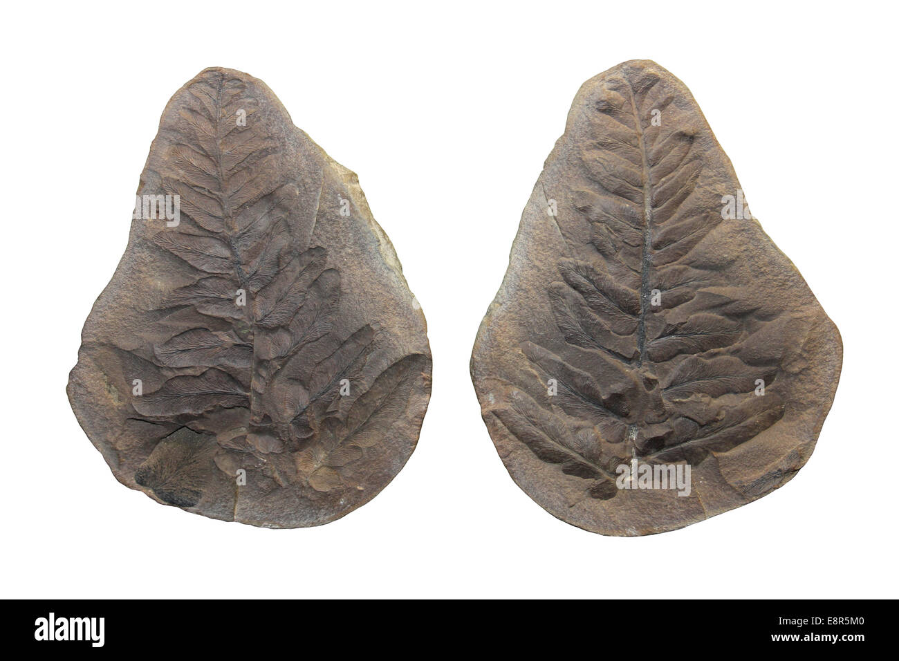Foglia fossile Neuropteris sp. Carbonifero superiore periodo Foto Stock