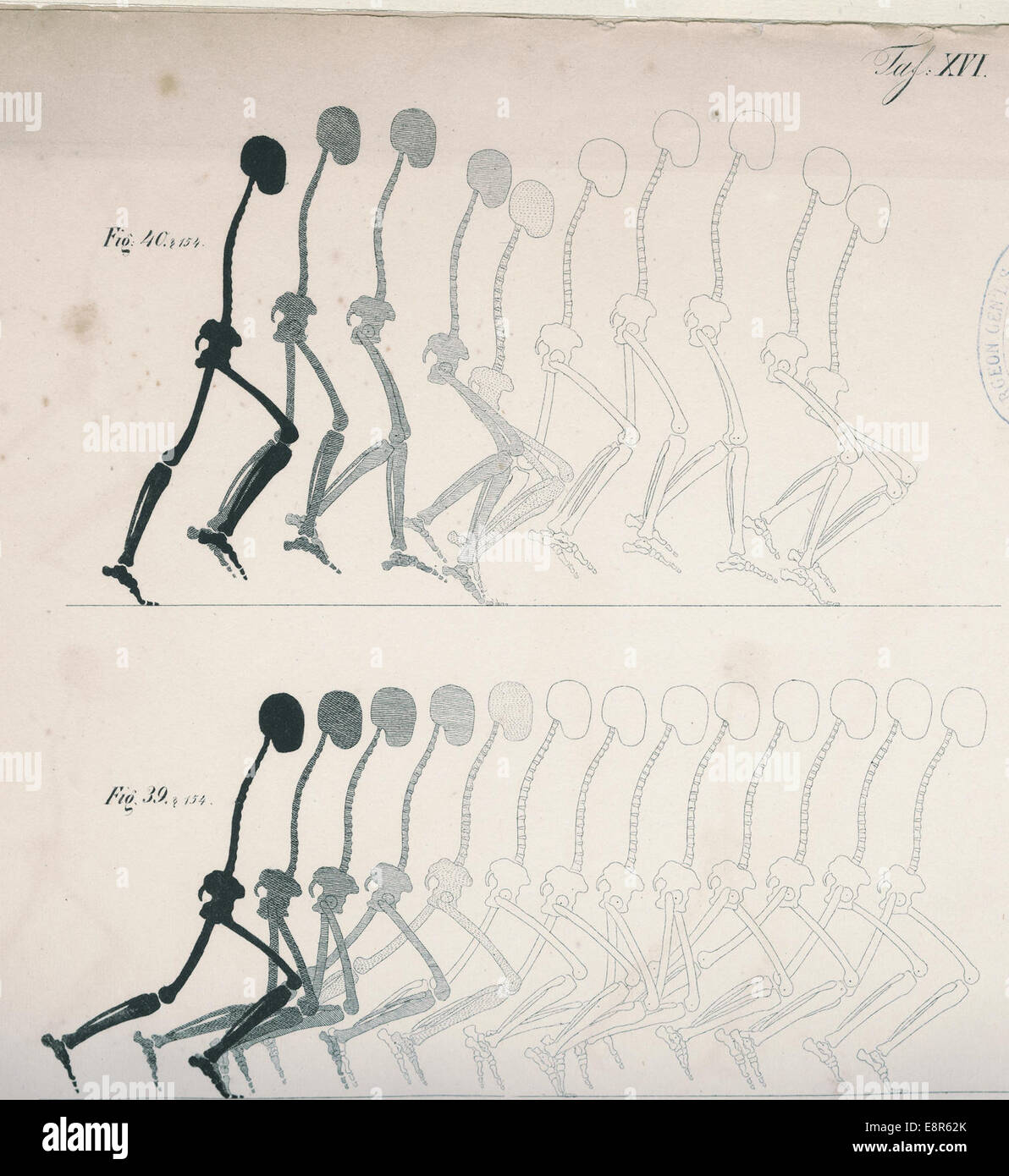 Illustrazione tratta dal lavoro di Wilhelm Eduard Weber, "Mechanik der menschlichen Gehwerkzeuge", che mostra due figure che mostrano i movimenti di corsa e di strisciamento. L'immagine è uno studio scientifico della biomeccanica. Foto Stock