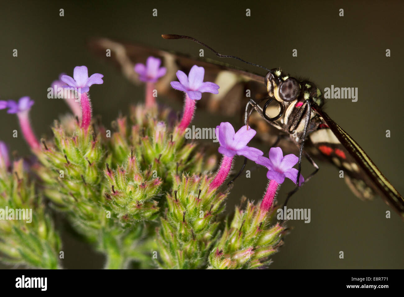 Zebra Longwing Butterfly (Heliconius chartithonia) alimentazione su un fiore Foto Stock