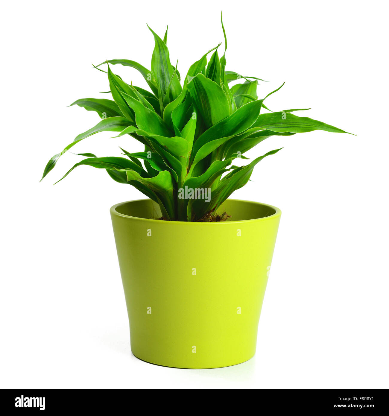 Lucky bamboo in pot verde Foto Stock