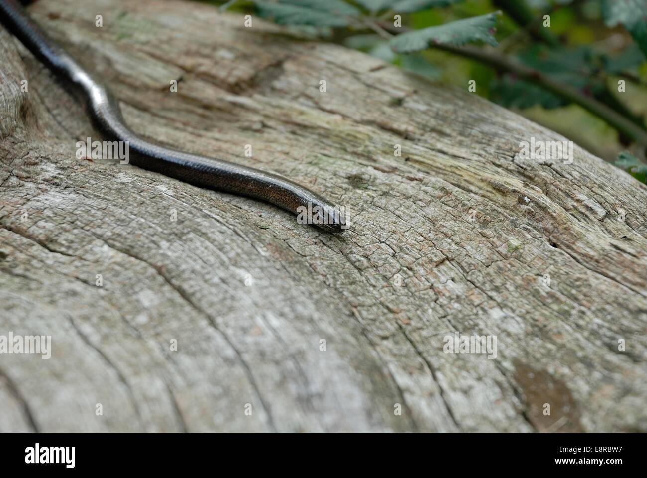 Cattura immagini Anguis fragilis snake Foto Stock