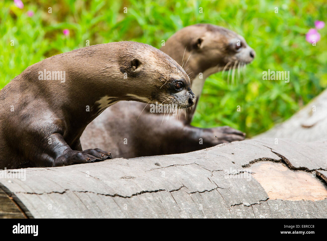 Due lontre giganti in un parco faunistico nel New Forest, Hampshire Foto Stock