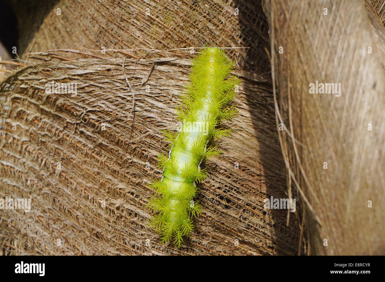 Un verde pungenti caterpillar Automeris Io moth, Panama America Centrale Foto Stock