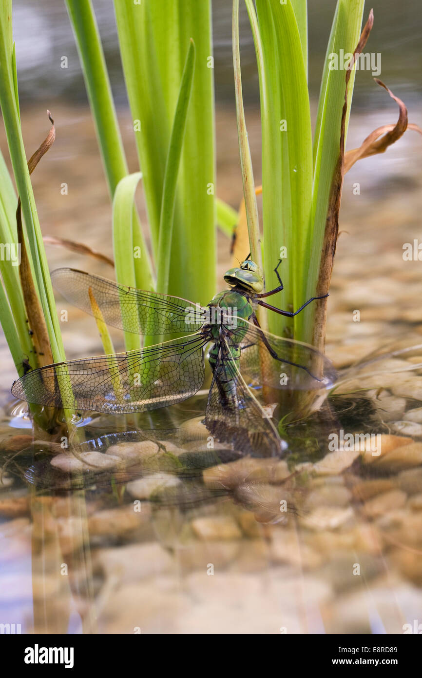 Anax imperator. Femmina a forma di libellula imperatore deposizione delle uova in un nuovo laghetto. Foto Stock