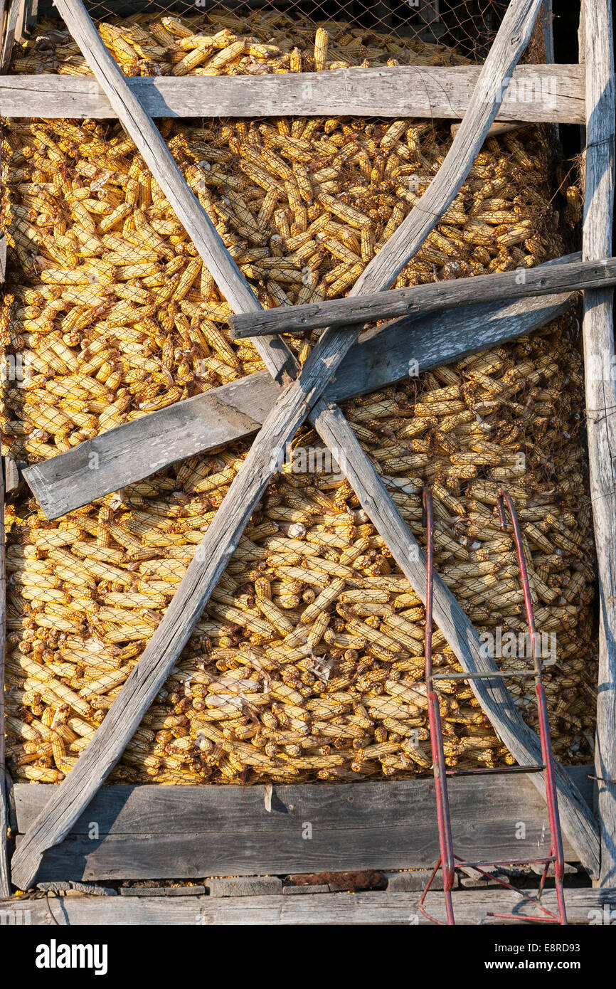 Mais o granturco nel fienile, Romania. Foto Stock