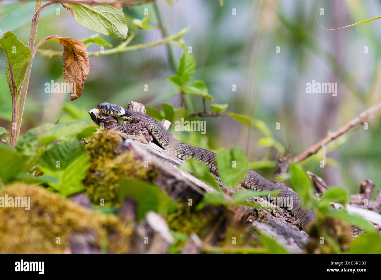 Biscia a Blashford laghi, Hampshire Foto Stock