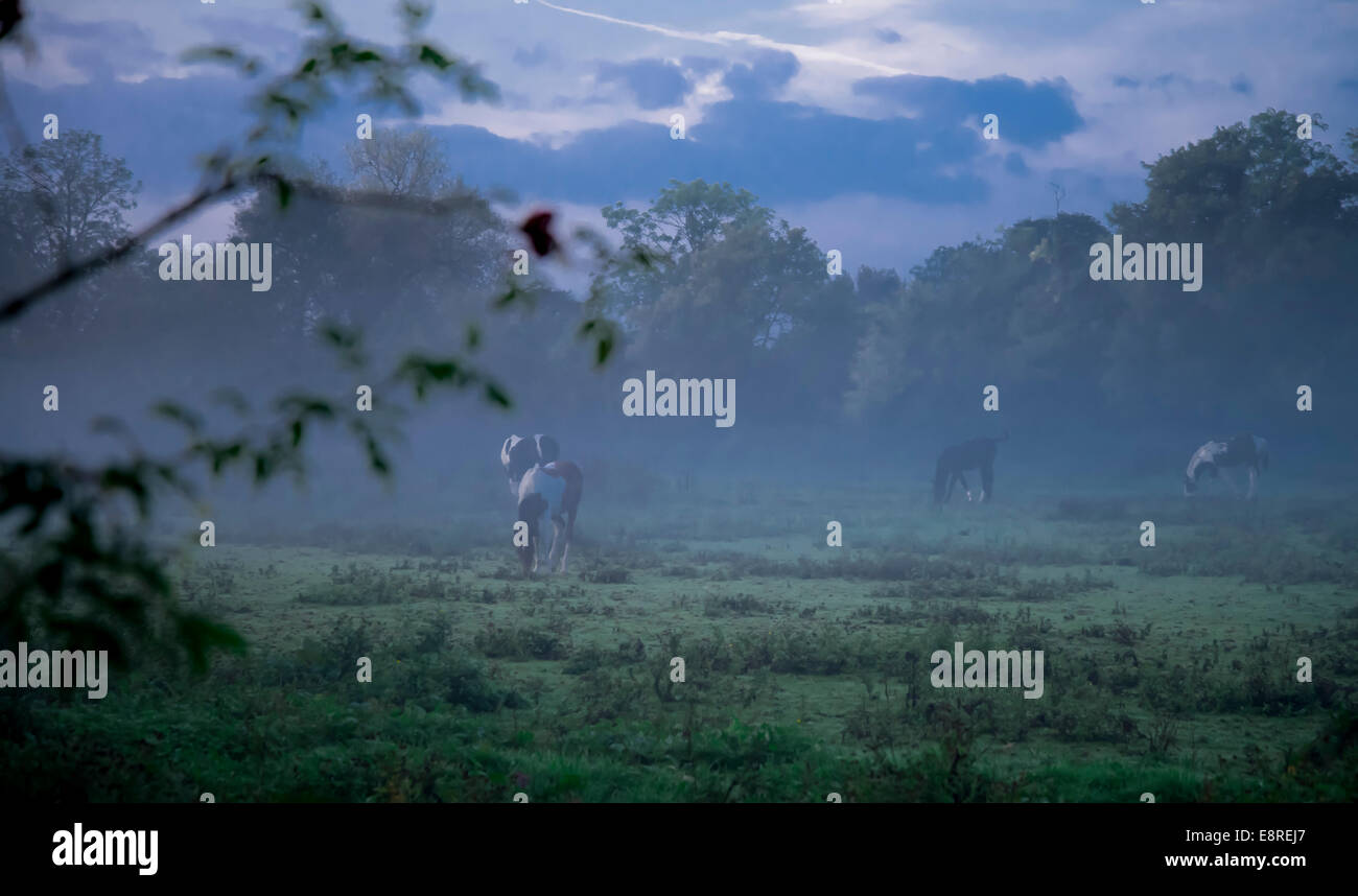 Ottobre 2014: quattro cavalli al pascolo nei paddock di mattina presto la nebbia in Oxford, Inghilterra Foto Stock