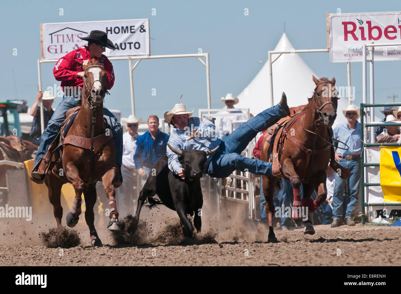 Team steer wrestling, Strathmore e Giornate del patrimonio, Rodeo, Strathmore, Alberta, Canada Foto Stock