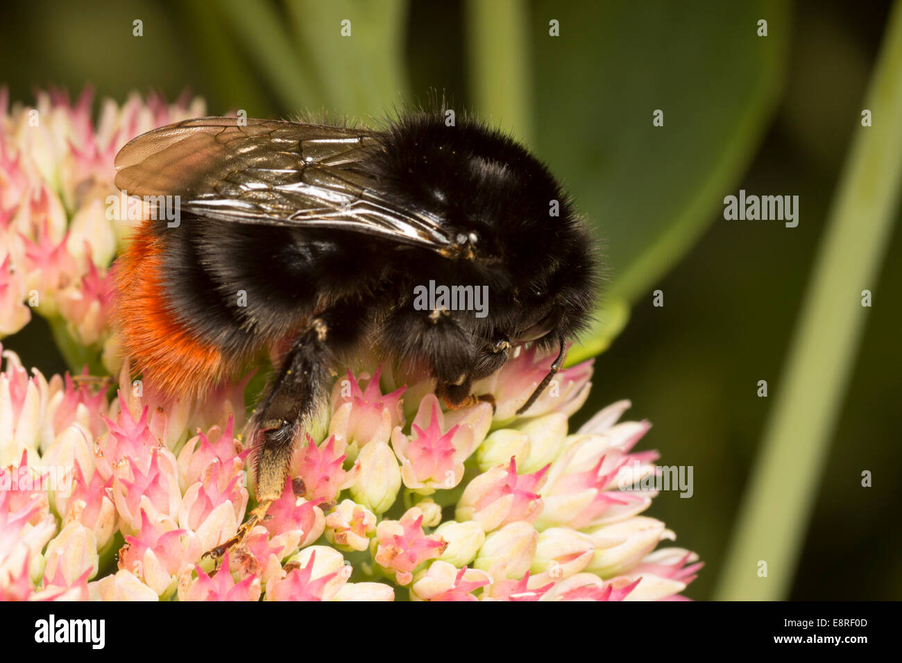 Red tailed bumblebee, Bombus lapidarius, alimentando il Sedum spectabile Foto Stock