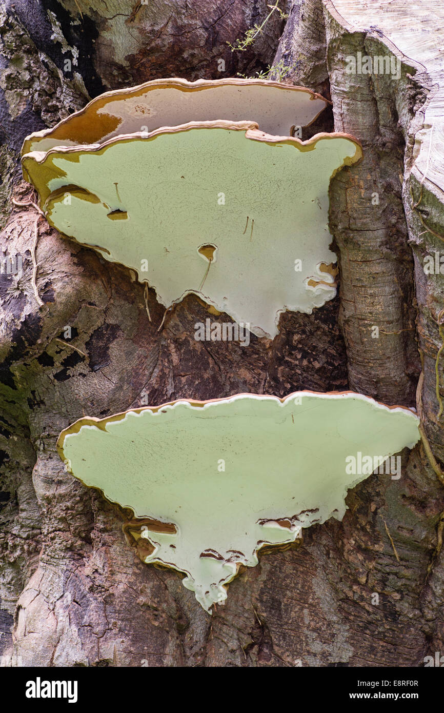 Staffa meridionale fungo Ganoderma adspersum, su un vecchio ceppo di faggio Foto Stock