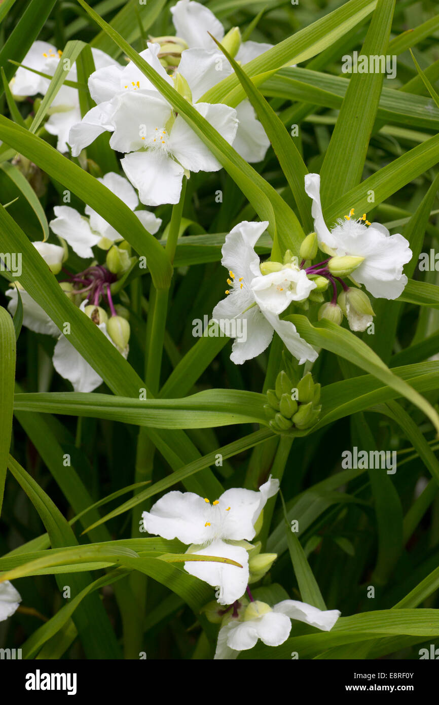 Bianco, tre petalled dei fiori di hardy Tradescantia Andersoniana (Gruppo) "innocenza" Foto Stock