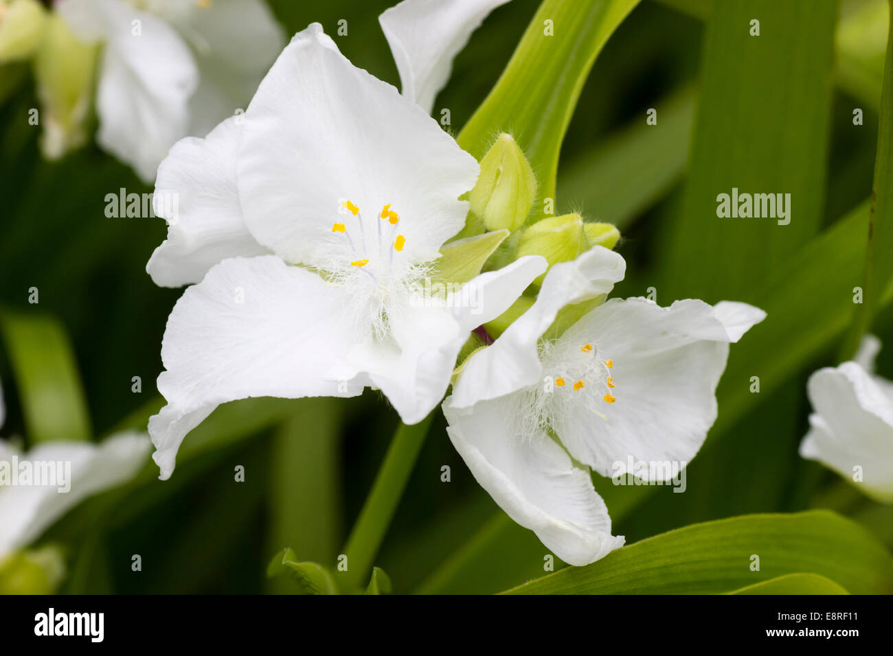 Bianco, tre petaled dei fiori di hardy Tradescantia Andersoniana (Gruppo) "innocenza" Foto Stock