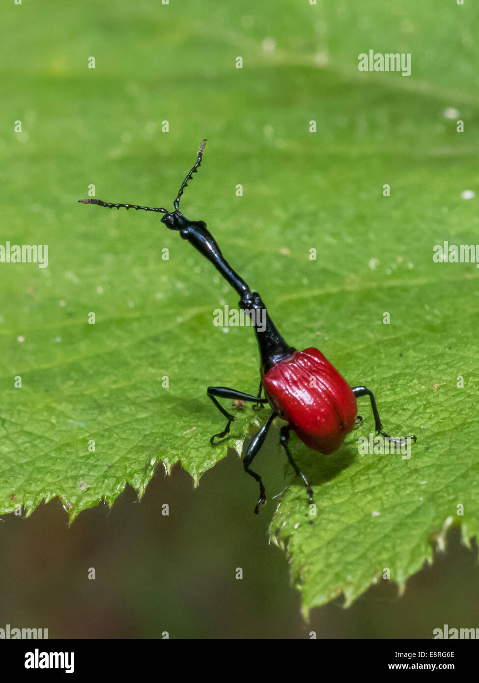 Curculione giraffa di Madagascar, close-up immagine Foto Stock