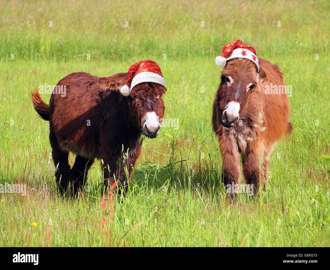 Animali di natale, due asino mangiare erba in un campo e indossando un  cappello da Babbo Natale Foto stock - Alamy