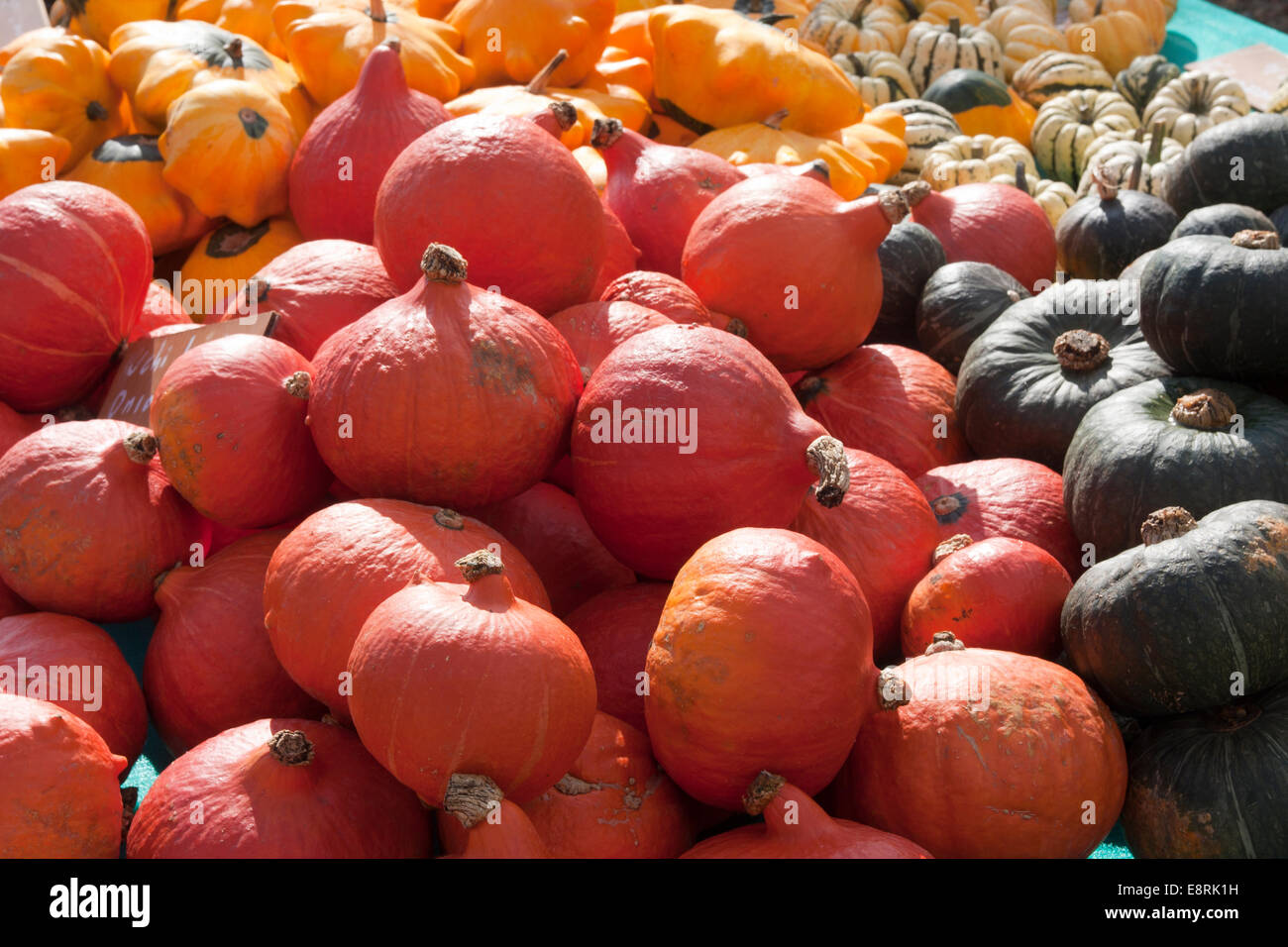 Kuri uchi onion squash, Flying Saucer crema pasticcera e midollo kabotcha kabuka Foto Stock
