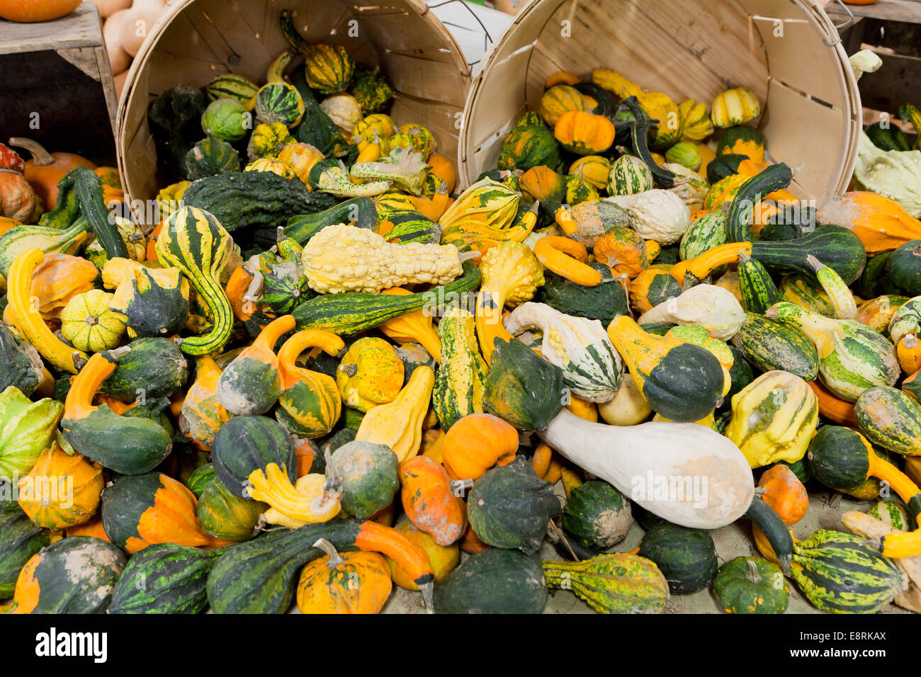Varietà di zucche al mercato degli agricoltori - Pennsylvania USA Foto Stock