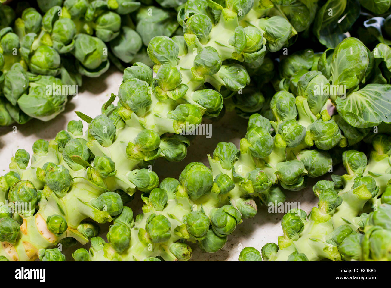 I CAVOLI DI BRUXELLES (Brassica oleracea) sulla levetta al mercato degli agricoltori - Pennsylvania USA Foto Stock
