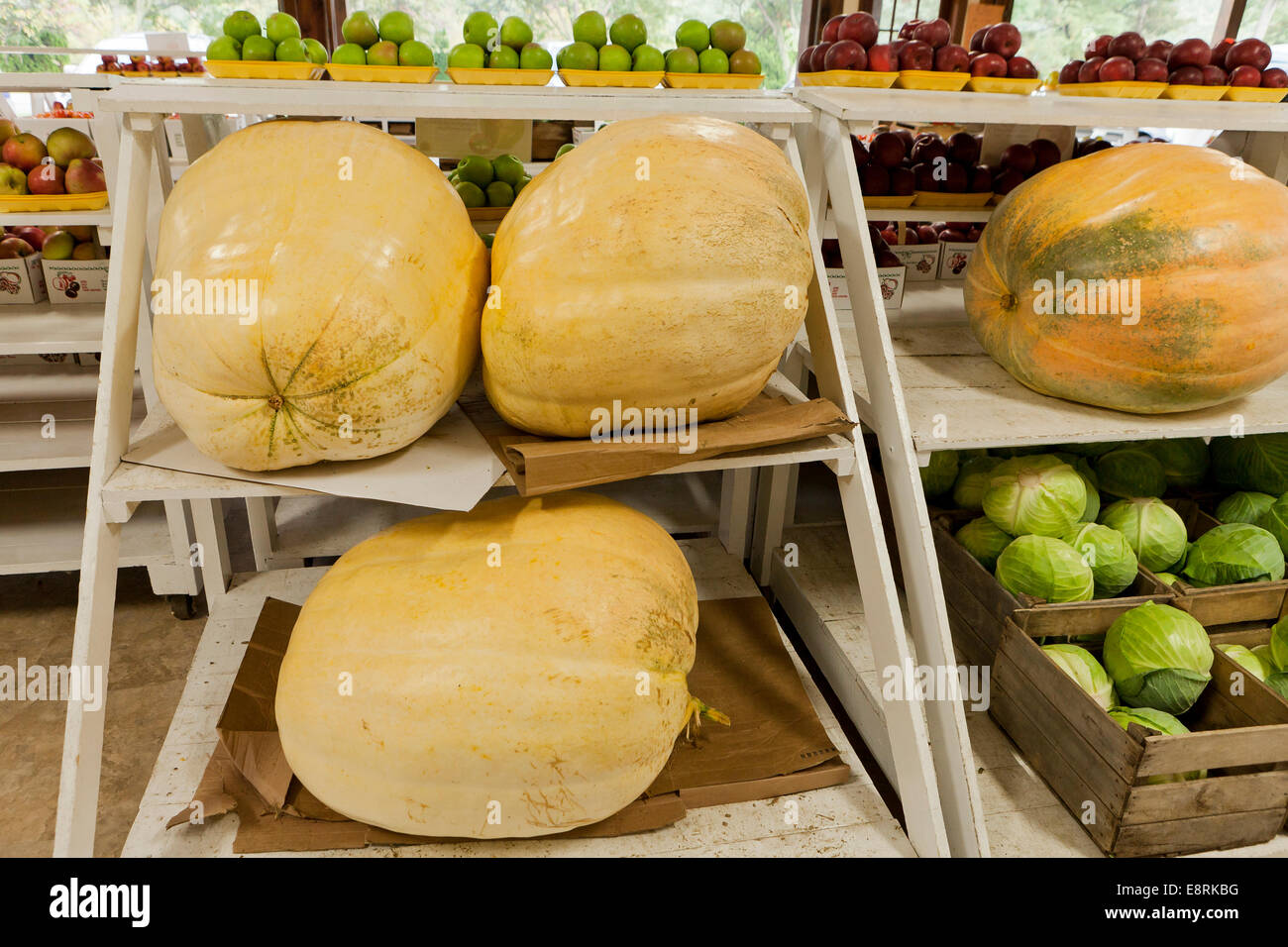 Le zucche giganti al mercato degli agricoltori - Pennsylvania USA Foto Stock