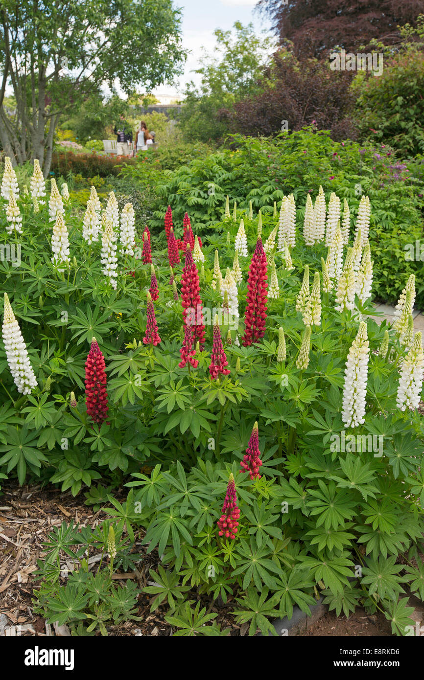 Massa di picchi alti di bright Red & White lupini, Lupinus polyphyllus cultivar & emerald fogliame in frontiera erbacee di English Garden cottage Foto Stock