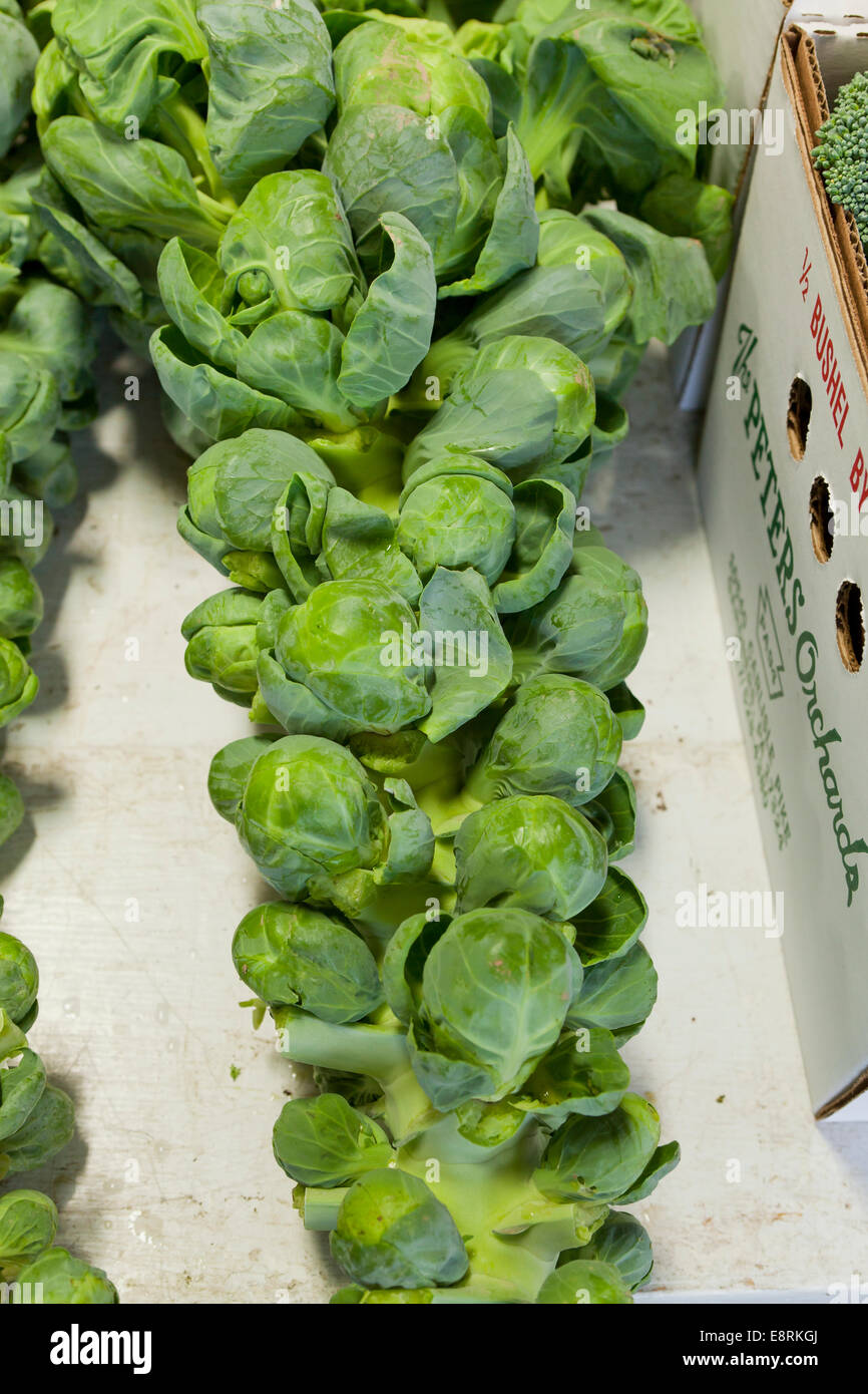 I CAVOLI DI BRUXELLES (Brassica oleracea) sulla levetta al mercato degli agricoltori - Pennsylvania USA Foto Stock