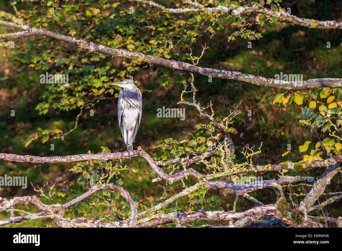 Heron appollaiato in un albero che guarda al fiume Wharfe a Bolton Abbey Estate North Yorkshire Foto Stock