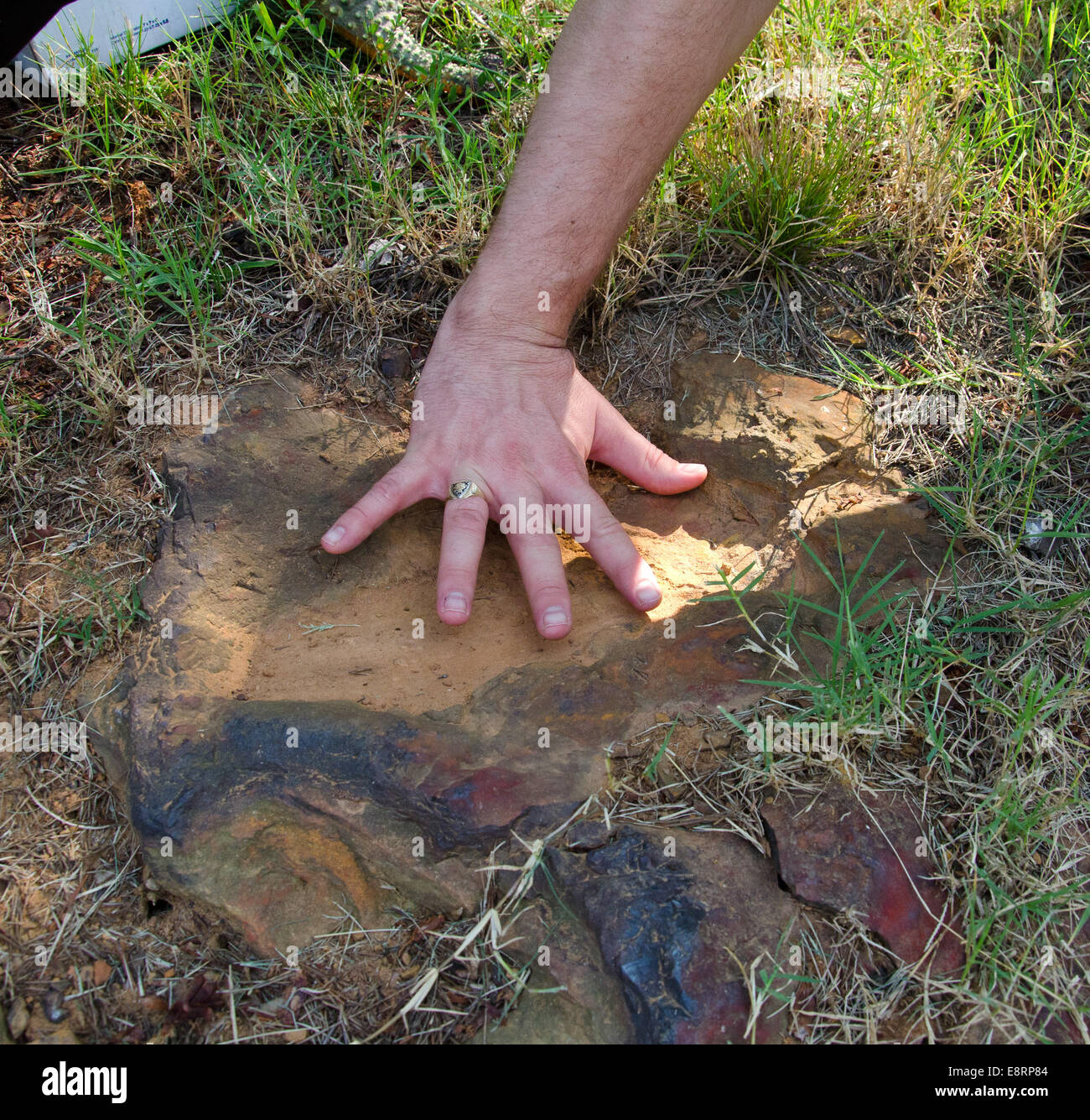 La galassia a spirale barrata NGC3259, situata a circa 110 milioni di anni luce di distanza, sta attivamente formando stelle all'interno delle sue bande di polvere scura. La formazione stellare continua di questa galassia fornisce preziose informazioni sull'evoluzione galattica. Foto Stock