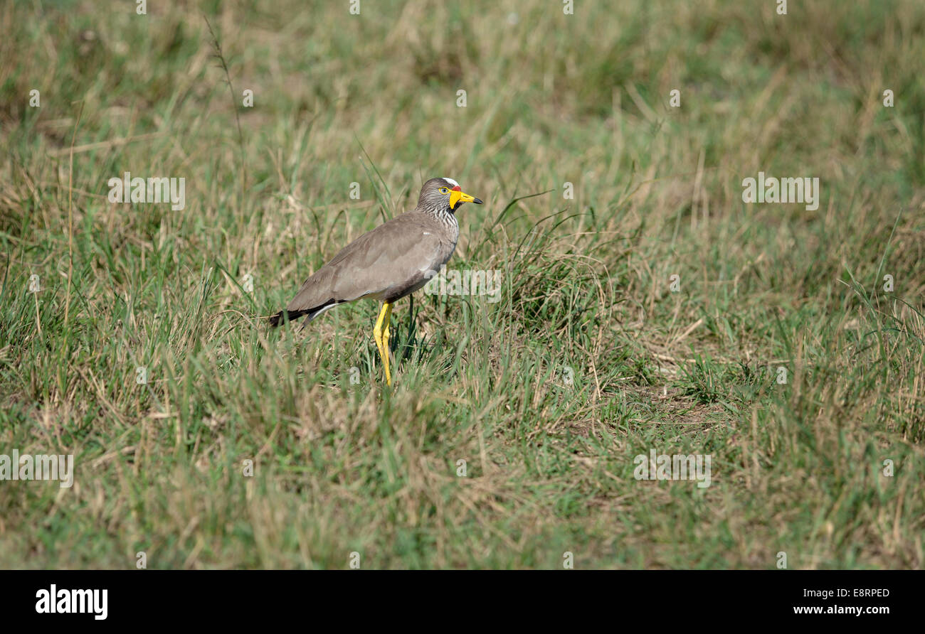 African Wattled Plover camminando in erba Foto Stock