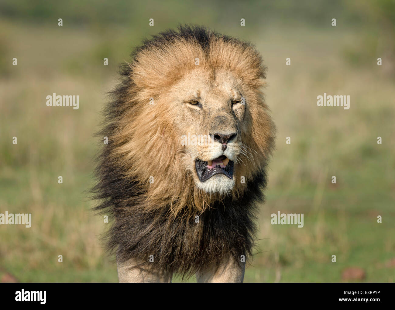 Colpo alla testa di nero-maned adulto lion Foto Stock