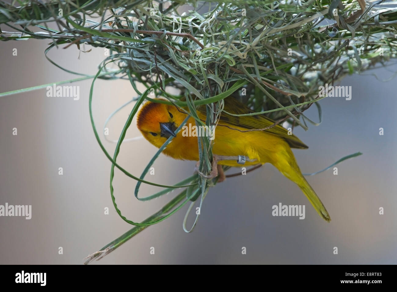 Taveta Golden Weaver (Ploceus castaneiceps) tessitura nido in voliera Foto Stock