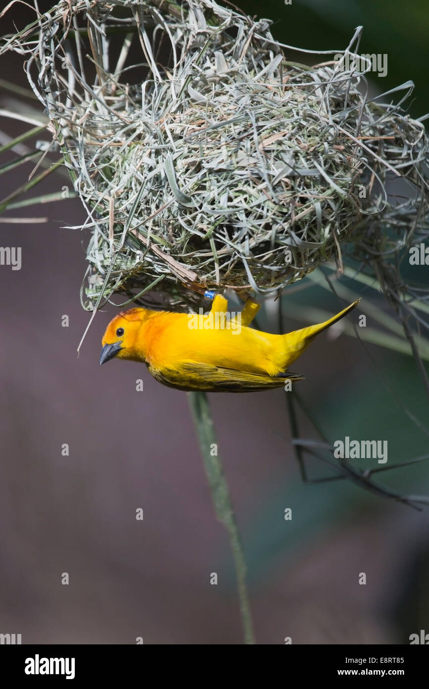 Taveta Golden Weaver (Ploceus castaneiceps) appollaiato su un nido sta costruendo nido in un albero Foto Stock