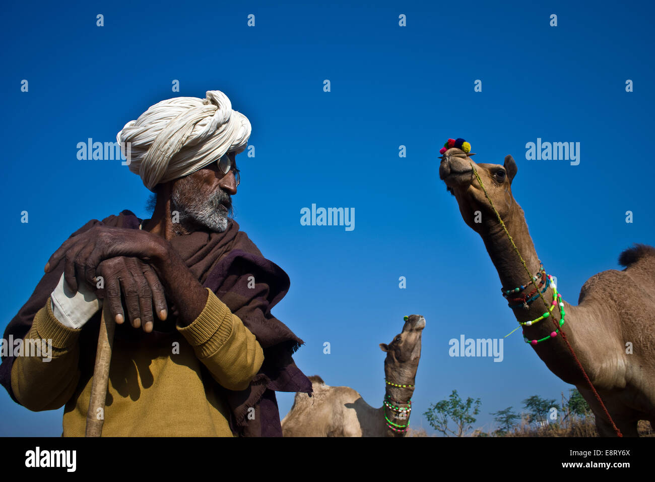 Il vecchio uomo imbrancandosi cammelli, Pushkar Ajmer, Rajasthan, India Foto Stock