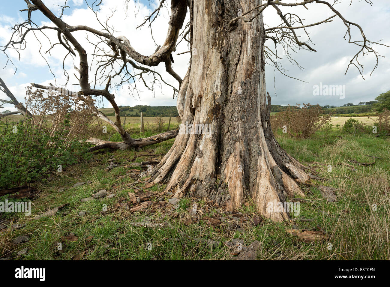 Base del vecchio cavallo morto tronco di castagno da deperimento ora marciume e infestati da insetti tarli e funghi corteccia hanging off Foto Stock