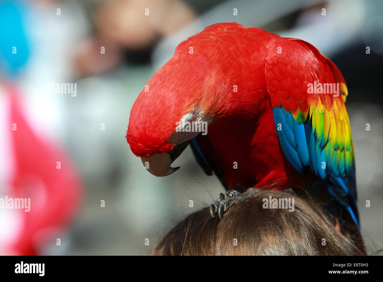 Parrot - Rosso Blu Macaw sulla testa della ragazza Foto Stock