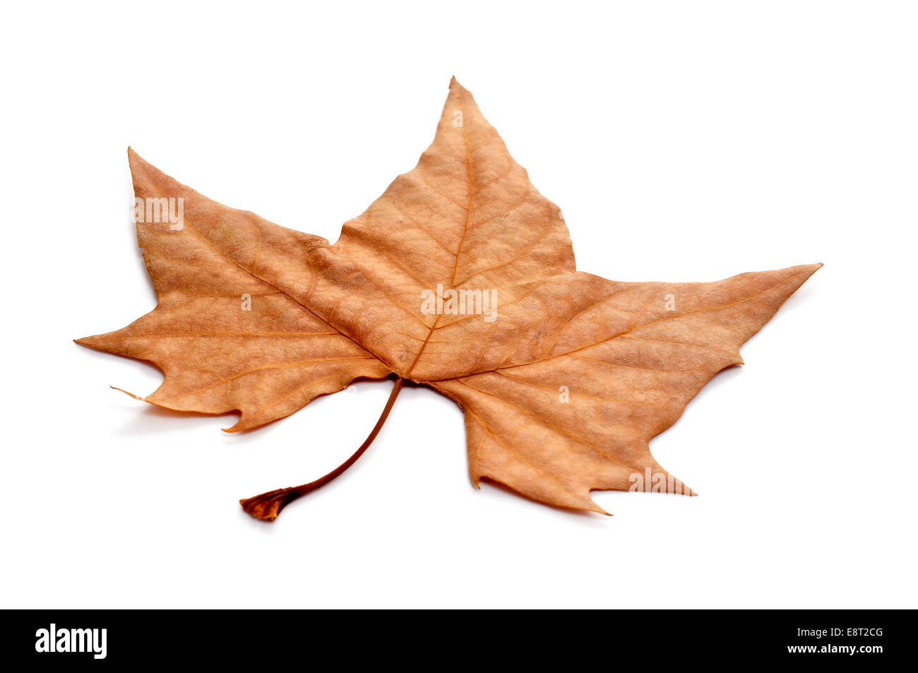 Una foglia secca in autunno su sfondo bianco Foto Stock