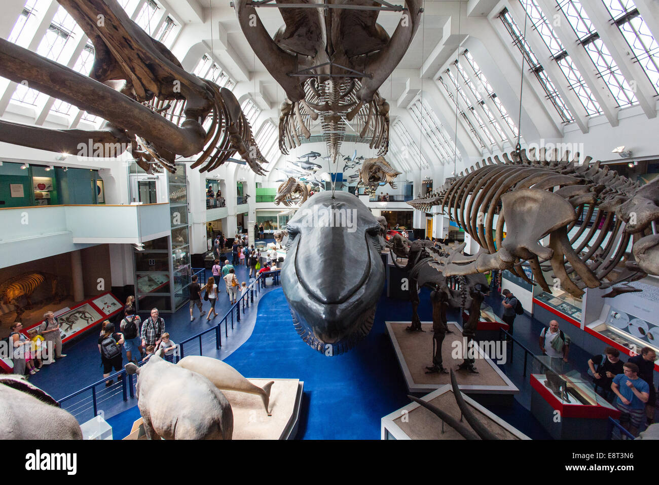 Sala dei mammiferi, il Museo di Storia Naturale,Londra,Inghilterra, Regno Unito. Foto Stock