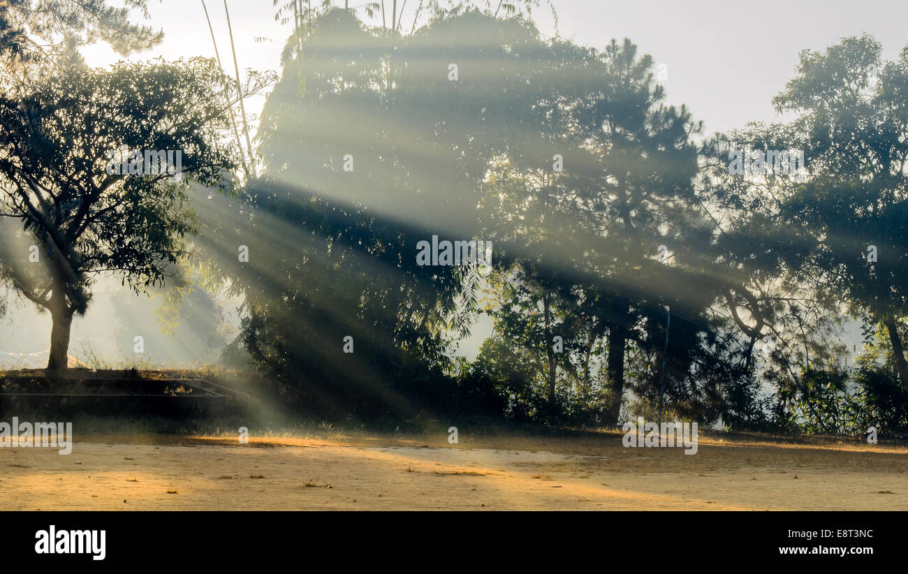 La Silhouette di albero e Sunbeam in mattina. Foto Stock