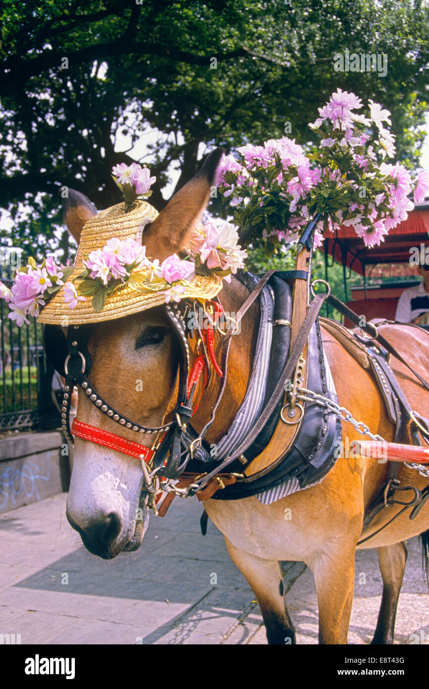 Trasporto turistico mulo indossando cappello di paglia decorato con fiori NEW ORLEANS LA USA Foto Stock