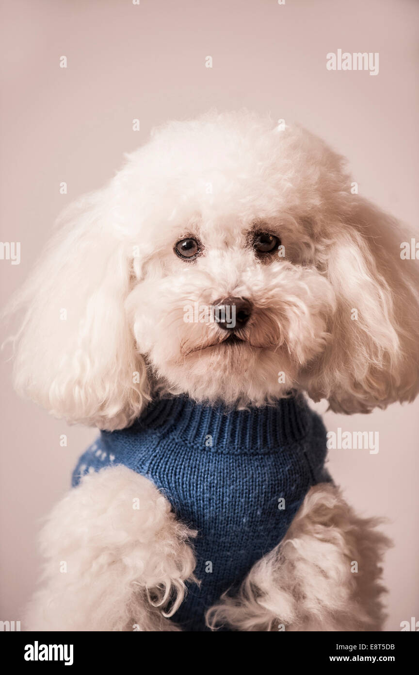 Barboncino Toy che indossa un maglione Foto Stock