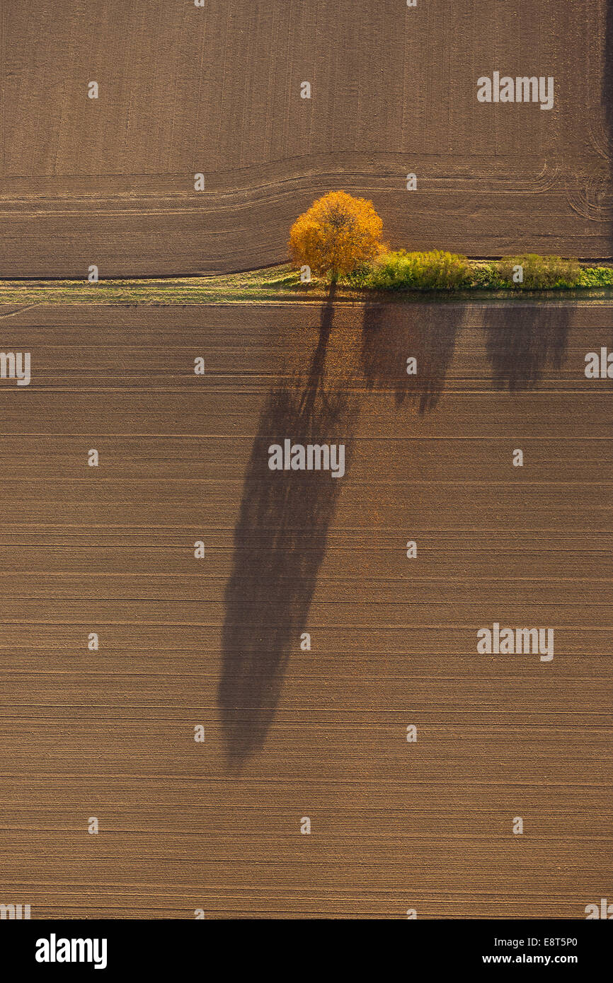 Vista aerea, campi e un albero con ombra, Renania settentrionale-Vestfalia, Germania Foto Stock