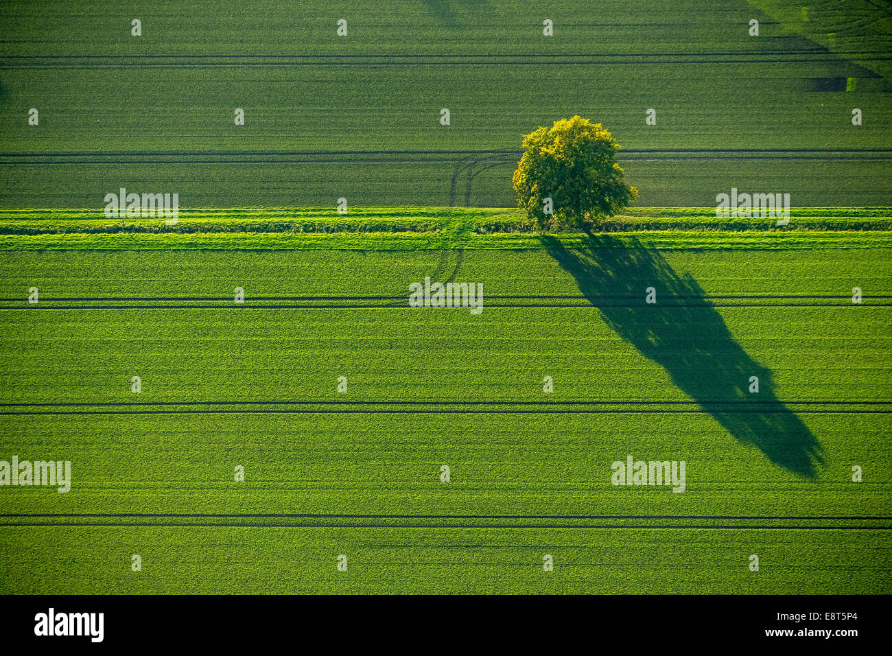 Vista aerea, campi e albero con ombra, Renania settentrionale-Vestfalia, Germania Foto Stock